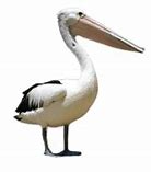 Image result for Pelican Images. Free