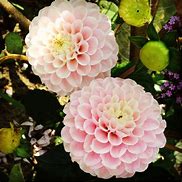 Image result for Dahlia Wine Eyed Jill