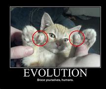 Image result for Cranky Cat Evolution Meme