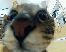 Image result for Zoomed in Cat Face Meme
