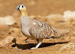 Image result for Pterocles coronatus