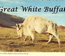 Image result for White Buffalo Meme