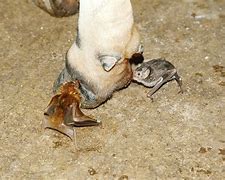 Image result for Vampire Bat On Cow