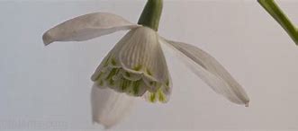 Image result for Galanthus Betty Hansell