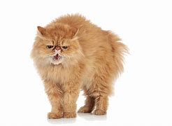 Image result for Angry Cat Meme Transparent