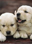 Image result for Animal Wallpaper Dogs