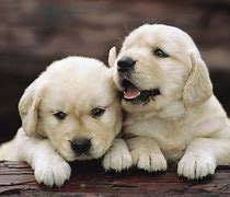 Image result for Dog HD Wallpapers for Laptop