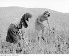 Image result for Working in the Fields Italy Old Photo