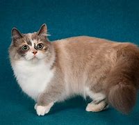 Image result for Fat Munchkin Cat