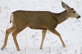 Image result for Deer Snoot