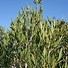 Image result for Phillyrea angustifolia