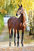 Image result for Amazing Horse