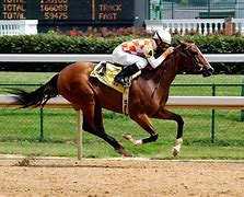 Image result for Most Expensive Thoroughbred Horse