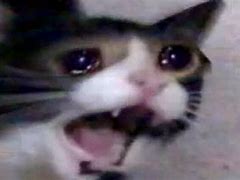 Image result for El Gato Crying Cat Meme