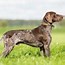 Image result for Coon Hunting Dog Breeds