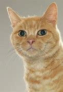 Image result for Most Normal Ginger Cat