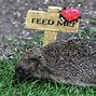 Image result for What Animals Eat Hedgehogs