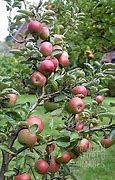 Image result for Malus domestica Court Pendu Rouge