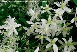 Image result for Wild Vines with White Flowers