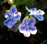 Image result for Omphalodes cappadocica Starry Eyes