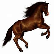 Image result for Horse with Transparent Background