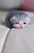 Image result for Show Me a Picture of a Cute Baby Cat
