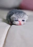 Image result for Baby Animals Cat