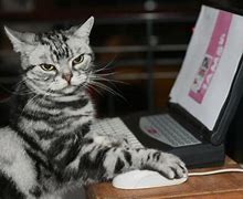 Image result for Cat in Front of Laptop Meme