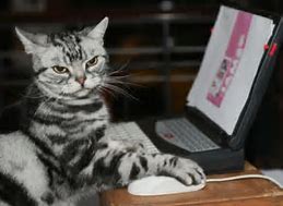 Image result for Cyber Monday Cat Meme