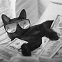 Image result for Cat with Money Bands Meme