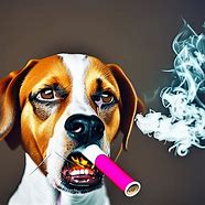 Image result for Dog Smoking Weed