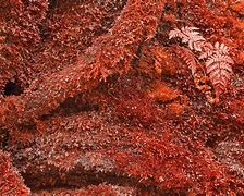 Image result for Red Moss