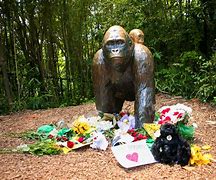 Image result for Harambe Incident