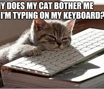 Image result for cat typing meme