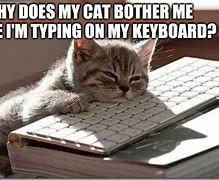 Image result for keyboard cats meme
