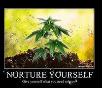 Image result for Marijuana Plant Meme