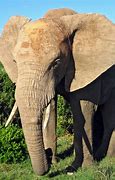 Image result for The Elephant Is Big
