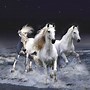 Image result for Most Beautiful White Horse