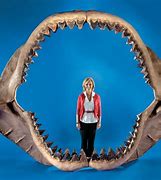 Image result for Biggest Shark Jaw in the World