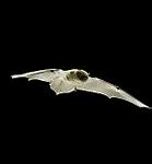 Image result for Bats in England