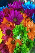 Image result for Colored Daisies