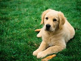 Image result for Animal Chien