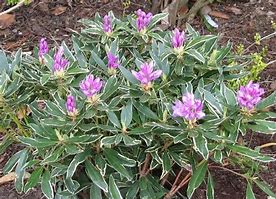 Image result for Rhododendron  ponticum Variegatum
