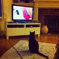 Image result for Cat Watching TV Meme
