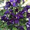 Image result for Clematis Happy Jack Purple