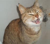 Image result for Troll Cat