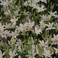 Image result for Triteleia laxa Silver Queen