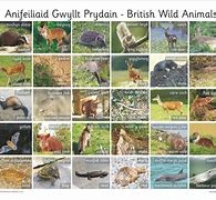 Image result for Families of British Farm Animals