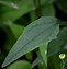 Image result for Echinacea purpurea Pica Bella