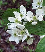 Image result for White BlackBerry Flower